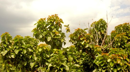 Persea americana Aguacate 2