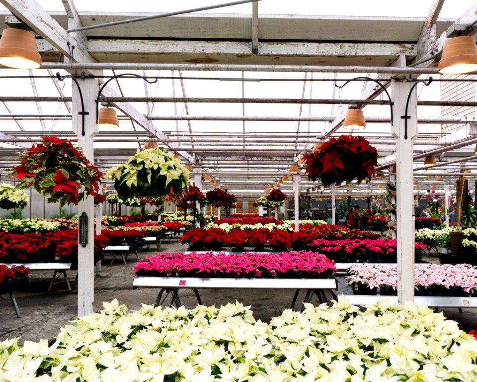 Molbak's Garden Woodinville WA