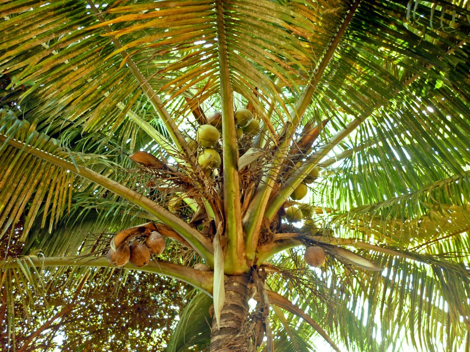 Cocos nucifera L. 1