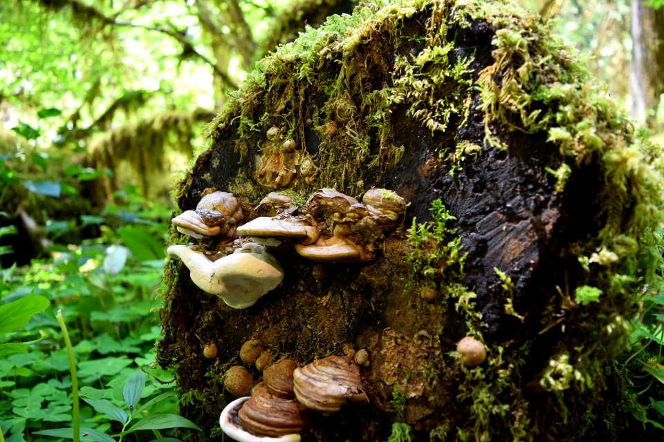 Fungi growing along Brice Creek Trail, Umpqua National Forest