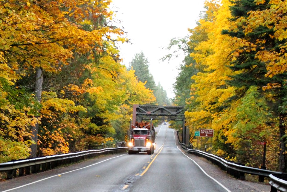 Fall colors along highway 101 bewteen Quilcene and Brinnon, WA in October 2017.