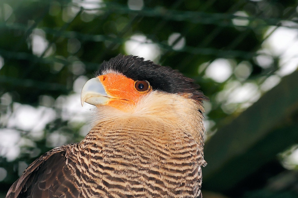 Bill portrait plumage