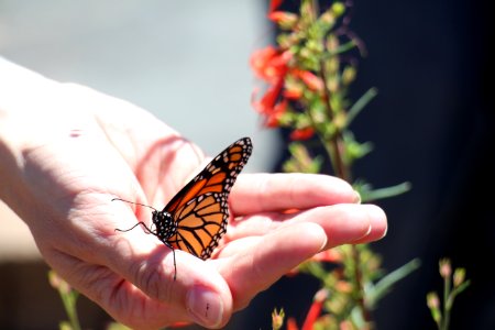 Monarch Butterfly photo