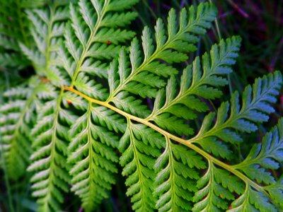 Beautiful fern photo