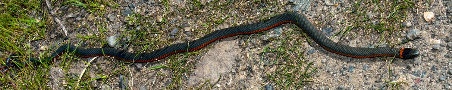 Western Ringneck Snake-Columbia River Gorge