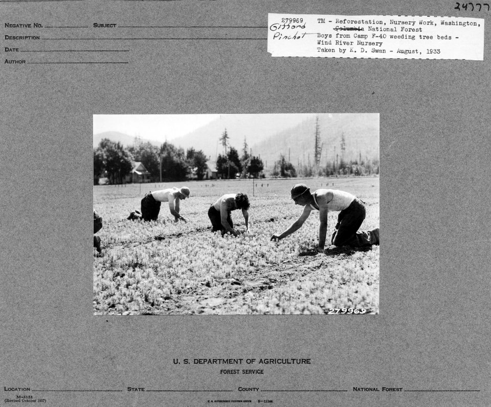 279969 CCC F-40 Weeding Tree Beds, Wind River Nursery, Columbia NF, WA 1933 - Swan