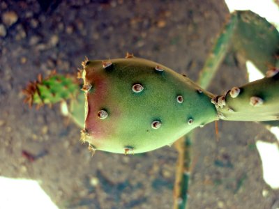Cactaceae03
