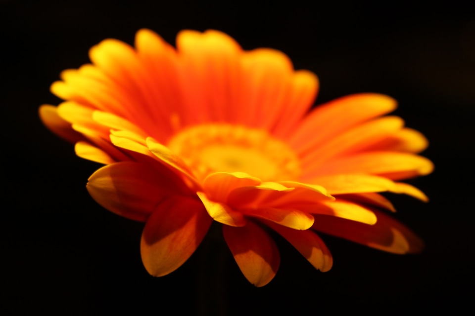 Orange flower black field