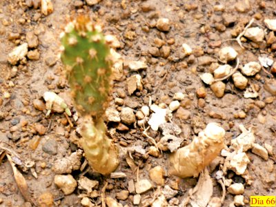 Crecimiento de cladodio de Opuntia boldinghii 3