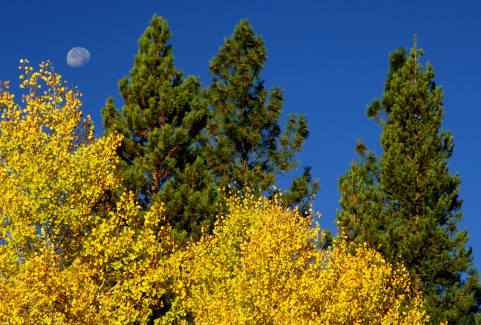 FALL COLOR AND MOON-DESCHUTES