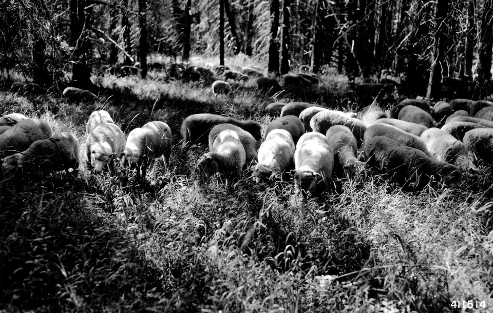 411514 Sheep on Kelsay Valley Allotment, Umpqua NF, OR 1941