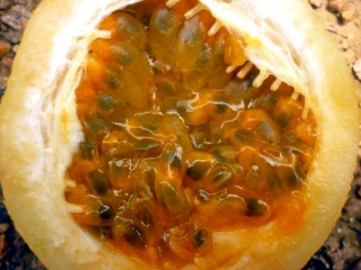 Parchita 3