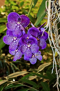 Color flower plant photo