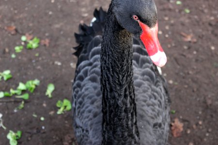 Black swann