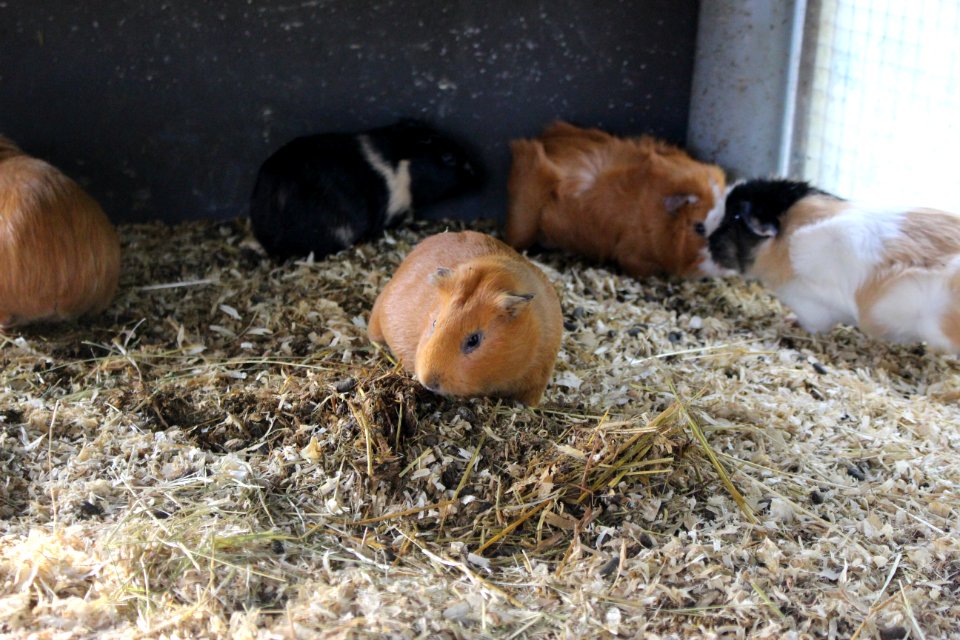 Guinea pig