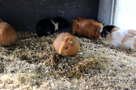 Guinea pig photo