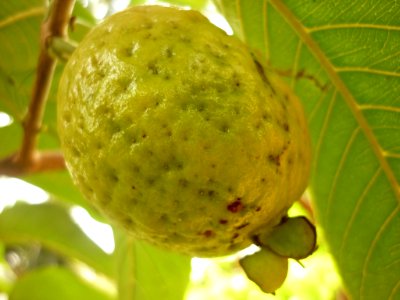 Guayaba 07