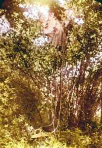1820 Fire Supplies Dropped in Trees, Vancouver, WA - Ernest Lindsay