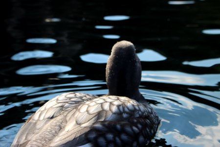 Duck photo