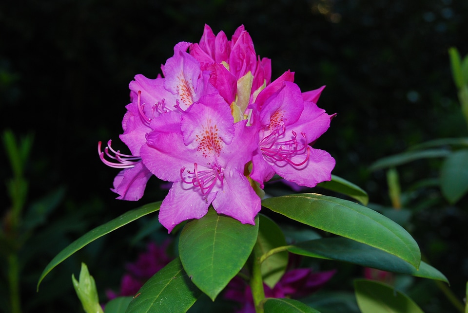 Bright garden double flower
