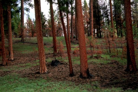 499 Prescribed fire treated stand, Ochoco National Forest photo