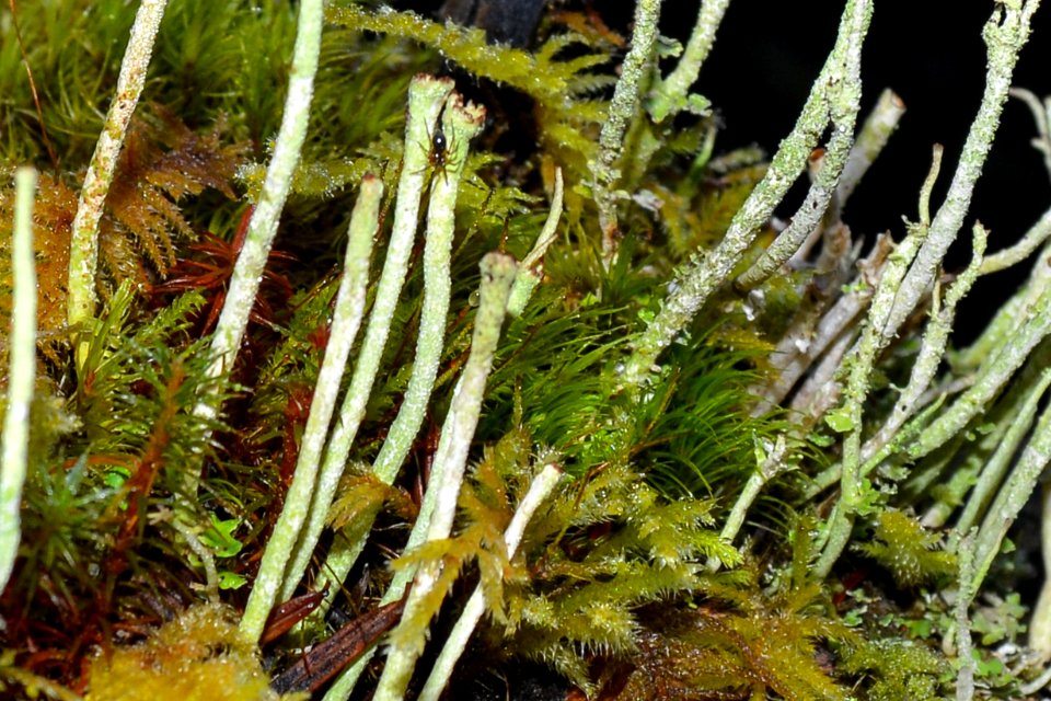 Moss, lichen and spider, Olympic National Forest