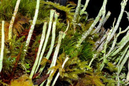 Moss, lichen and spider, Olympic National Forest photo