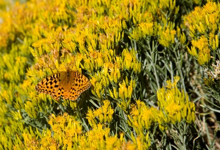 Swallowtail Butterfly on Wildflower photo