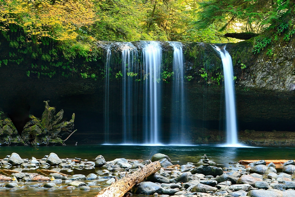 Forest woods nature