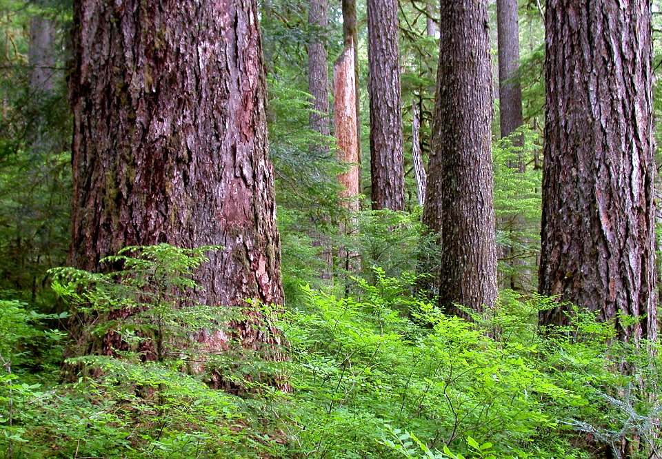 Opal Creek Old Growth, Willamette National Forest