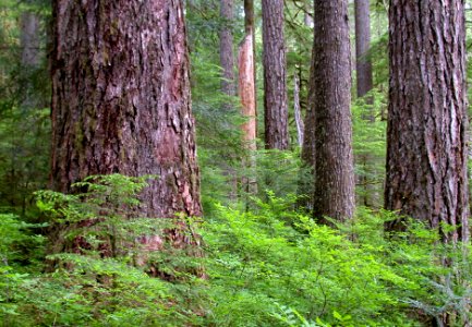 Opal Creek Old Growth, Willamette National Forest