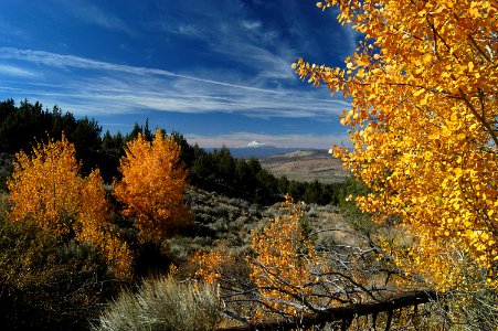 Crooked River National Grassland Fall color aspen photo
