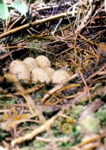 230672 Grouse Nest & Eggs, Cle Elum River above Fish Lake
