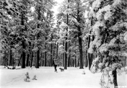 225768 Showshoeing Through P Pine, Fremont NF, Oregon 1928