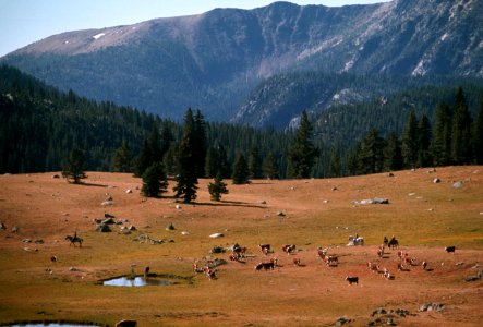 570 Okanogan Wenatchee National Forest, Horseshoe Basin, Pasayten Wilderness