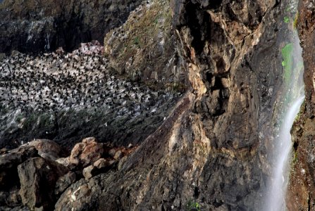 Seal rookery and seabirds, Siuslaw National Forest.jpg photo