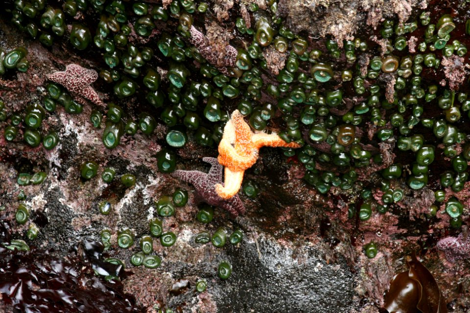 Seastars and Anemones on Boulder, Siuslaw National Forest