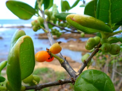 Cliff top fruit photo