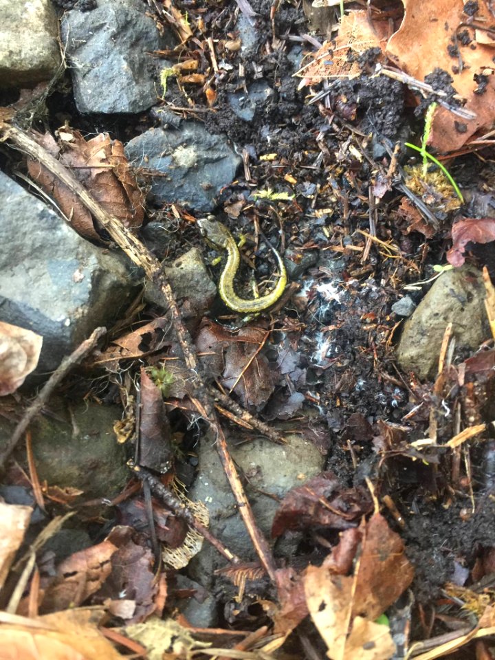 Columbia River Gorge: Happy to see salamanders on the PCT