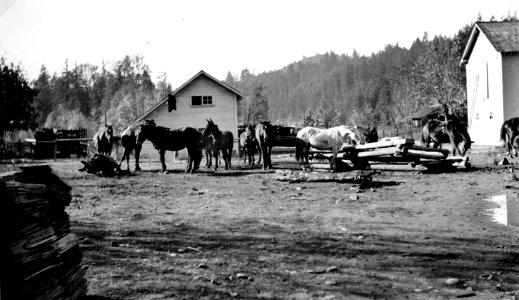 Willamette NF - CCC at Oakridge RS (maybe), Oregon c1933 photo