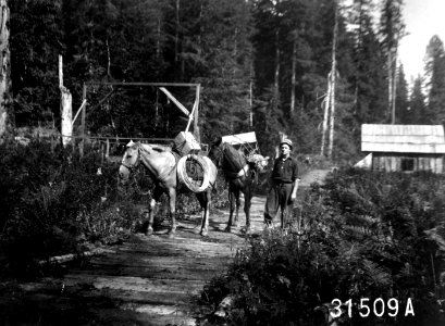 31509A Carrying Phoneline, Snoqualmie NF, WA 1911 photo