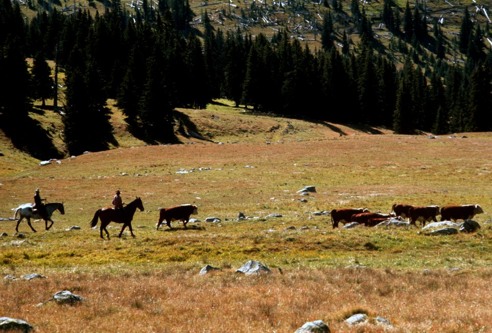 Okanogan Wenatchee National Forest, Horseshoe Basin, Pasayten Wilderness