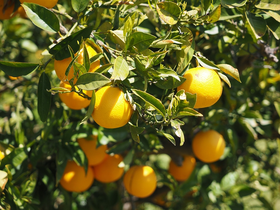 Citrus fruits tree leaves