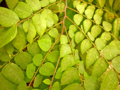 Hojas de tamarindo chino