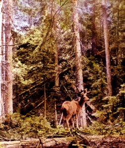 Chelan NF - Mule Deer, WA 1937 photo