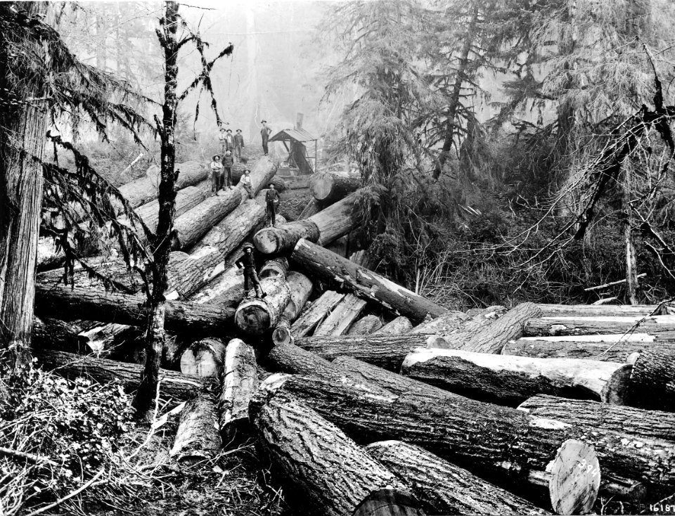 16187 Logs to be Yarded - Collier Photo, WA 1899