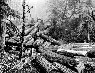 16187 Logs to be Yarded - Collier Photo, WA 1899