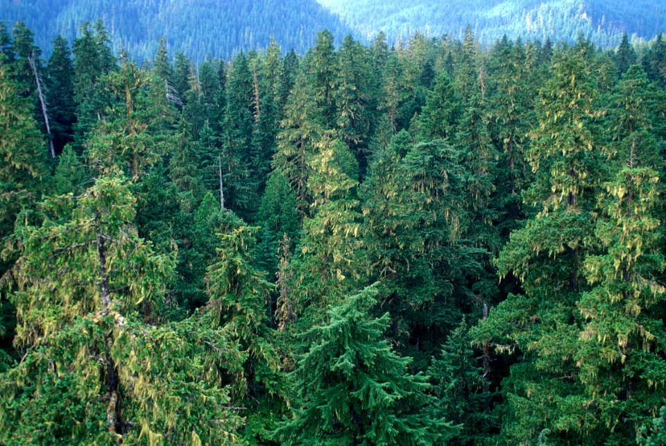 old growth from Canopy Crane001