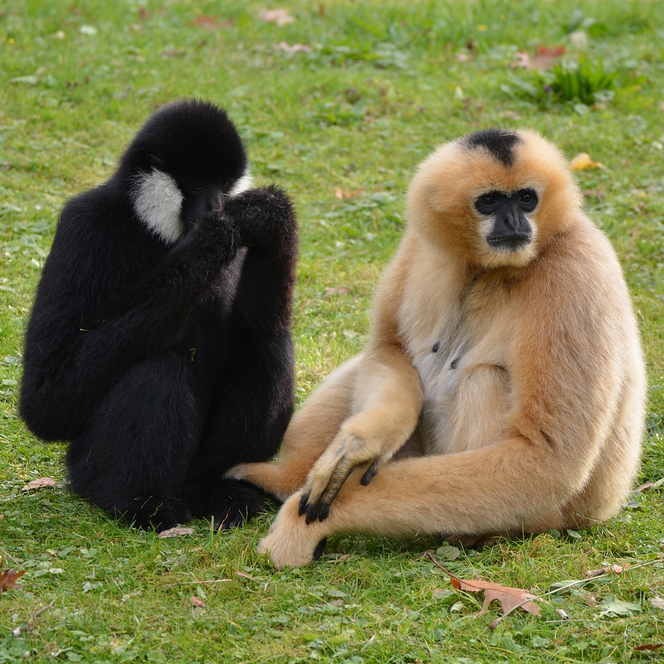 Animal monkey gibbon