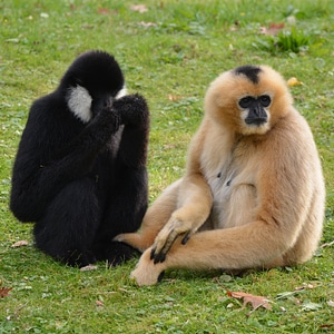 Animal monkey gibbon photo